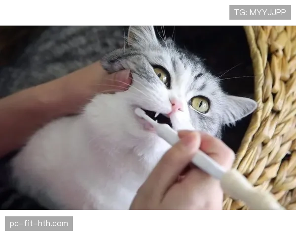 程语轩家的猫都比你我活得精致 程语轩家的猫都比你我活得精致